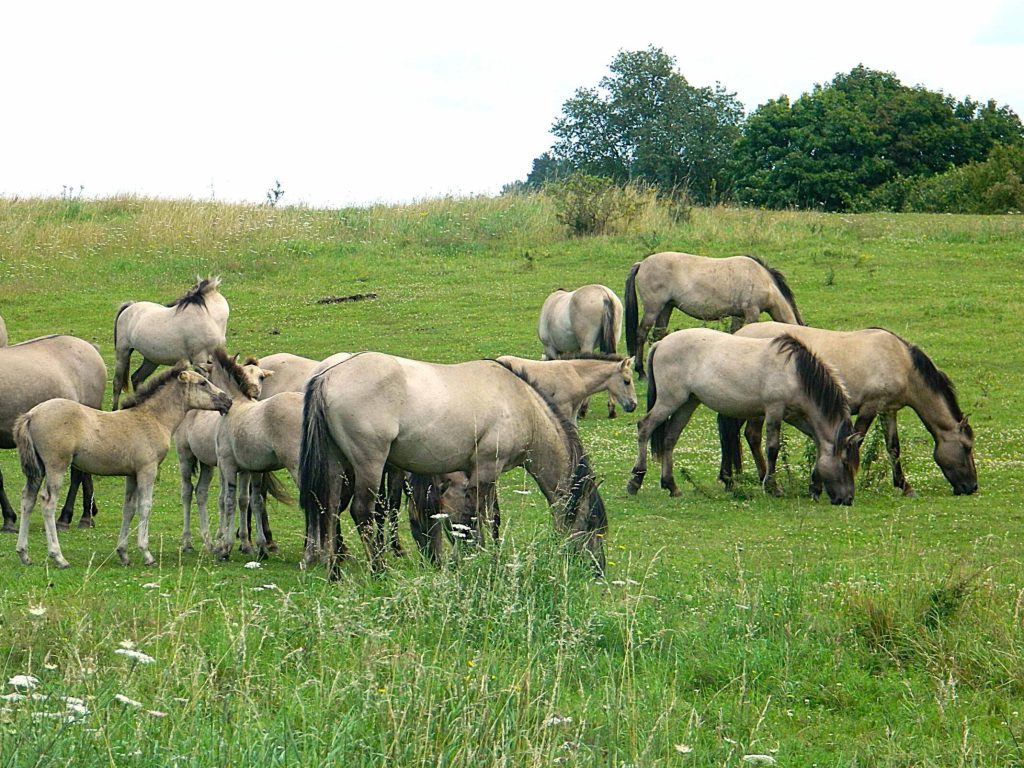 Juni+Juli 2012 098 klein